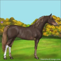 Horse Color:Liver Chestnut Rabicano 