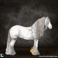 Horse Color:Black Pearl Sabino 