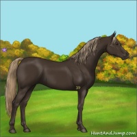 Horse Color:Liver Chestnut Rabicano 