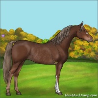 Horse Color:Liver Chestnut Rabicano 