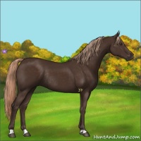 Horse Color:Liver Chestnut Rabicano 