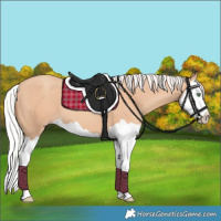 Horse Color:Silver Amber Champagne Splash