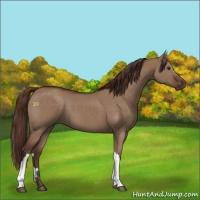 Horse Color:Liver Red Dun 
