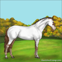 Horse Color:Chestnut Appaloosa 