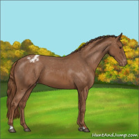 Horse Color:Chestnut Appaloosa 