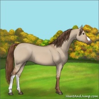 Horse Color:Red Dun 