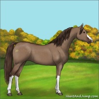 Horse Color:Liver Red Dun 