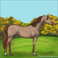 Horse Color:Red Dun 
