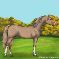 Horse Color:Red Dun 
