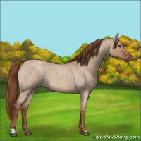Horse Color:Red Dun Roan 