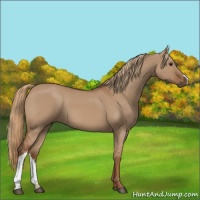 Horse Color:Red Dun