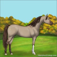 Horse Color:Liver Red Dun 
