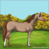 Horse Color:Red Dun 
