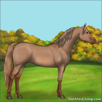 Horse Color:Red Dun 