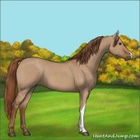 Horse Color:Red Dun 