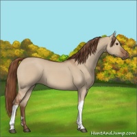 Horse Color:Red Dun 