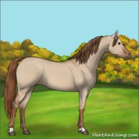 Horse Color:Red Dun 