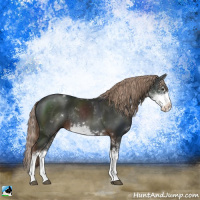 Horse Color:Liver Chestnut Sabino Rabicano