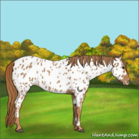 Horse Color:Red Roan Sabino Appaloosa 