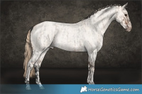 Horse Color:Brown Roan Dun  and Perlino Roan Dun 