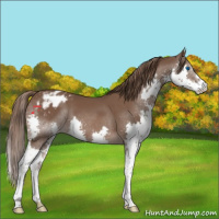 Horse Color:Liver Chestnut Splash Appaloosa 