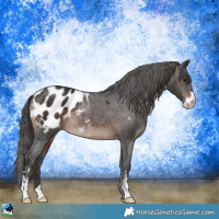 Horse Color:Brown Sabino Appaloosa 