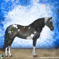Horse Color:Platinum White Spotted Black Tobiano Rabicano