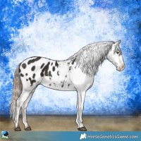 Horse Color:Liver Chestnut Appaloosa Rabicano