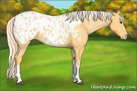 Horse Color:Palomino Appaloosa 