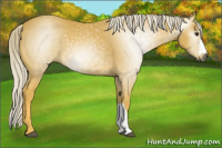 Horse Color:Gray Palomino 