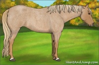 Horse Color:Red Roan 
