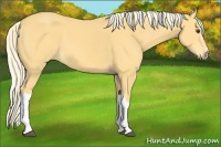 Horse Color:Palomino 