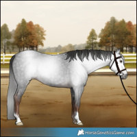 Horse Color:Gray Liver Red Roan 