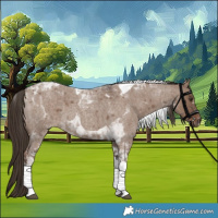 Horse Color:Liver Red Dun Roan Tobiano 