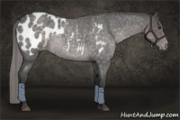 Horse Color:Platinum Chocolate Palomino Roan Appaloosa Rabicano 