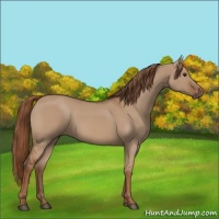 Horse Color:Red Dun 