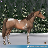 Horse Color:Brown Pearl Tobiano 