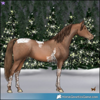 Horse Color:Brown Pearl Tobiano 