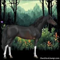 Horse Color:Brown 