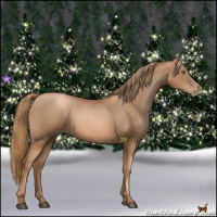 Horse Color:Liver Chestnut Pearl Rabicano 
