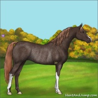 Horse Color:Liver Chestnut Rabicano 