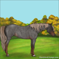 Horse Color:Liver Red Roan Rabicano 
