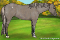 Horse Color:Silver Grullo  and Grullo Appaloosa 