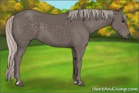 Horse Color:Silver Black  and Grullo Appaloosa 