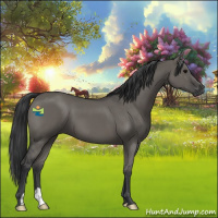 Horse Color:Grullo 