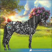 Horse Color:Black Appaloosa 