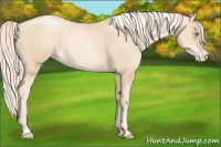 Horse Color:Gold Cream Champagne Pearl 