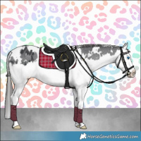Horse Color:White Spotted Black Splash Appaloosa 