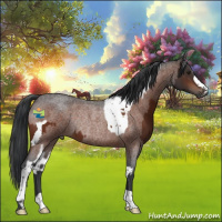 Horse Color:Brown Tobiano  and Bay Roan Rabicano 