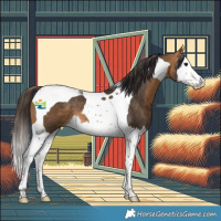 Horse Color:Buckskin Splash Tobiano 